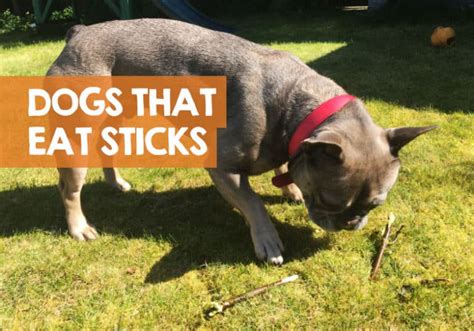 Why Do Dogs Eat Sticks And Throw Up How To Stop