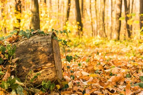 Old Stump In The Forest On The Fallen Autumn Leaves Stock Image Image