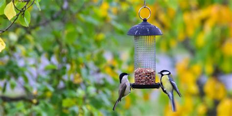 Here are some of the ways we're making a positive impact, together. The Best Squirrel-Proof Bird Feeders You Can Buy Online