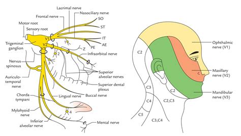 Trigeminal Nerve Distribution Nerve Anatomy Facial Nerve Anatomy