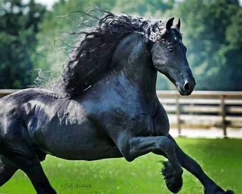 Majestic Friesian Horse Pretty Horses Black Horses