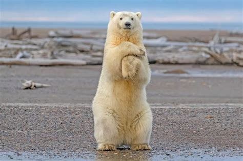 World Polar Bear Day 10 Facts You Didnt Know About Polar Bears The