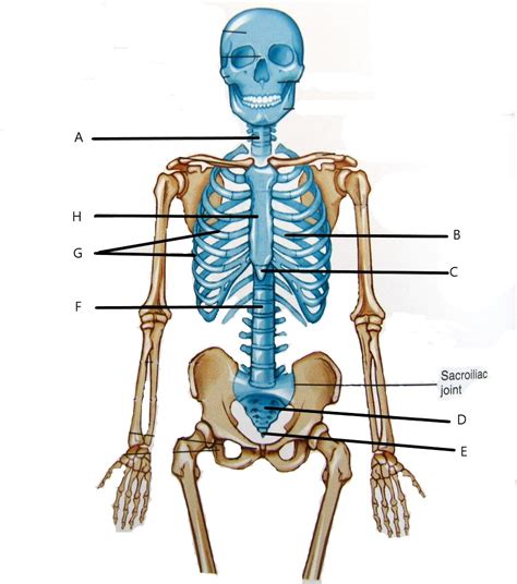 Anterior Axial Skeleton Diagram Quizlet