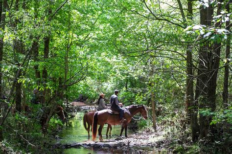 Horseback Riding Near Me: 19+ Unforgettable Georgia Trail Rides