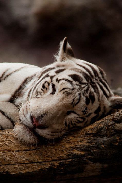 White Tiger Sleeping By Vadim Polyakov With Images Animals