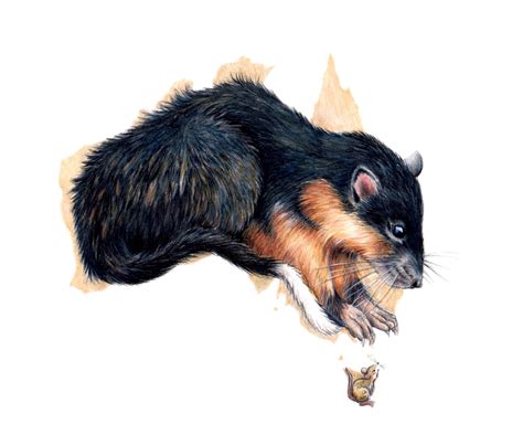 Rat Skull Size Explains Why They Are Natures Survivors Scimex