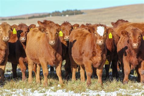 2020 Applied Reproductive Strategies In Beef Cattle Webinar Series Unl Beef