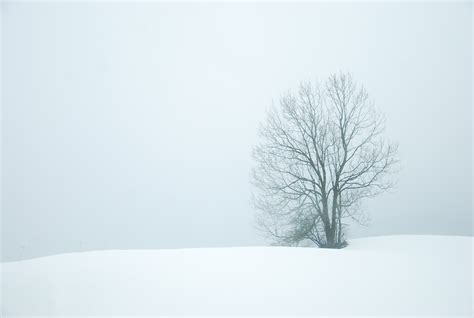 Free Images Landscape Nature Branch Snow Cold Black And White