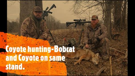 Coyote Hunting Bobcat And Coyote West Tn Predator Hunting Youtube