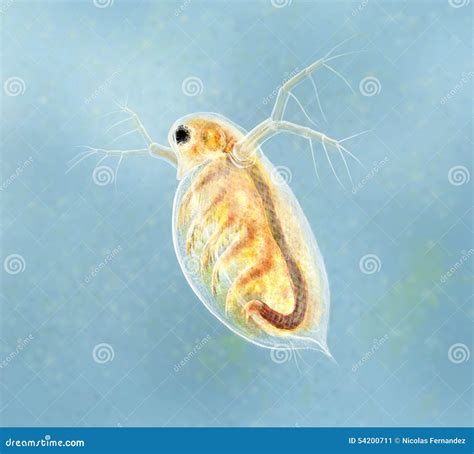 Daphnia Cartoons Illustrations And Vector Stock Images 89 Pictures To