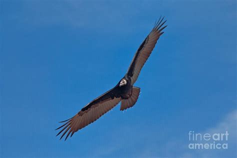 Turkey Vulture In Flight Photograph By John Harmon Fine Art America