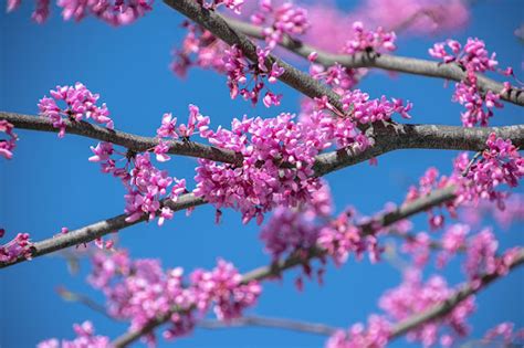 How To Care For A Redbud Tree Treenewal