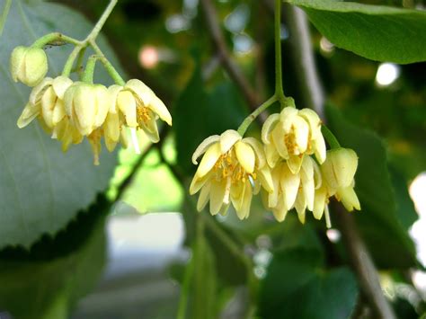 Maybe you would like to learn more about one of these? 10 Best North American Trees for Bees