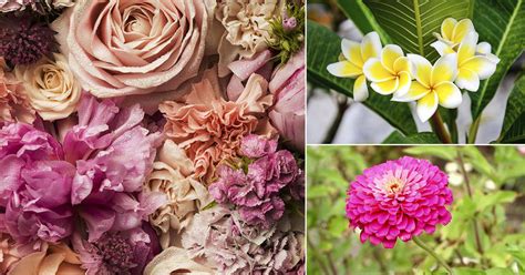 English to telugu vegetables names. Popular Flowers Name in Telugu • India Gardening