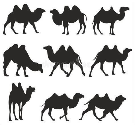Vector Set Of Silhouettes Of Bactrian Camels Shadows Large Mammal
