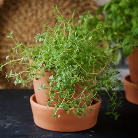 10 Best Herbs To Grow Indoors And How To Grow Them Taste Of Home