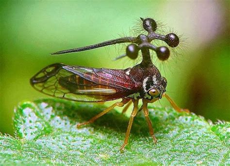 15 Weirdest Insects On Earth Ento Nation