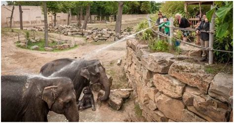 Wil je oog in oog staan met olifanten, leeuwen, giraffen en nog meer prachtige dieren? De zes mooiste dierentuinen van België Bezoek één van de ...