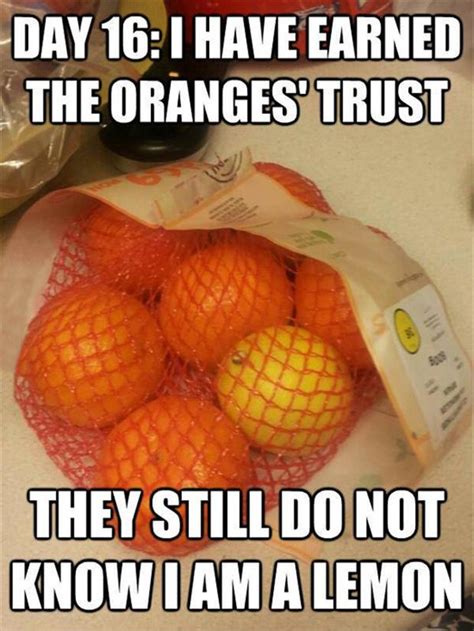Funny Pictures Oranges Dump A Day