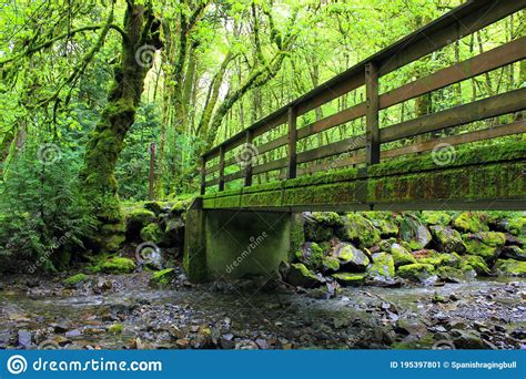 Moss Covered Bridge Over Rain Forest Creek Stock Image Image Of