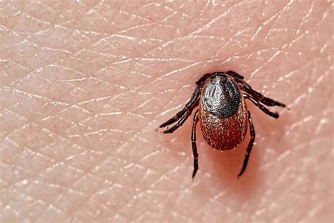 5 Types Of Ticks In Alabama With Pictures House Grail