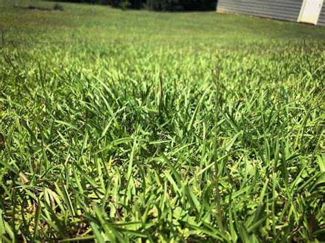 How To Dethatch A Centipede Lawn Help With Centipede Grass
