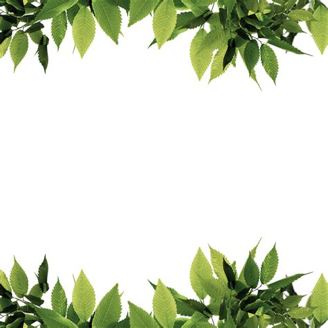 Borders With Leaves : Exotic leaves frame. Tropical leaf border, nature