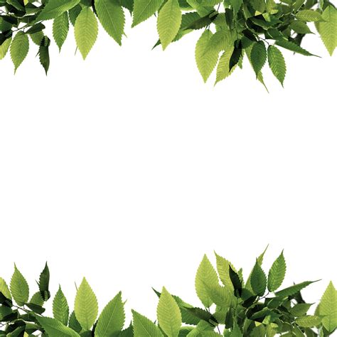 Leaf Border Png