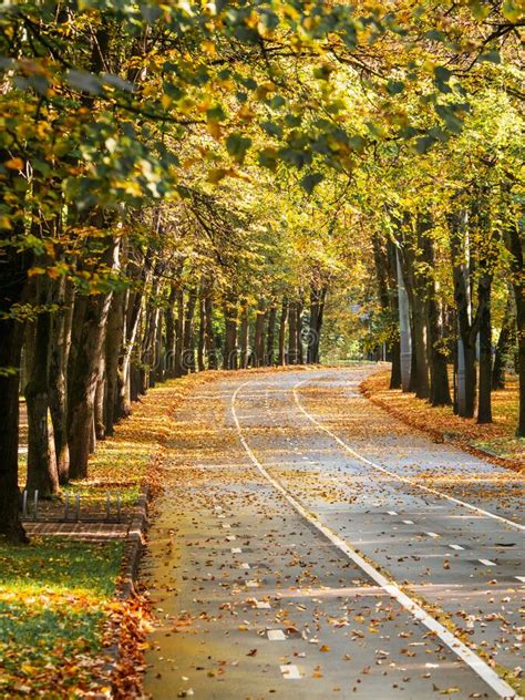 Empty Autumn Road With Trees On The Edges And White Markings On The