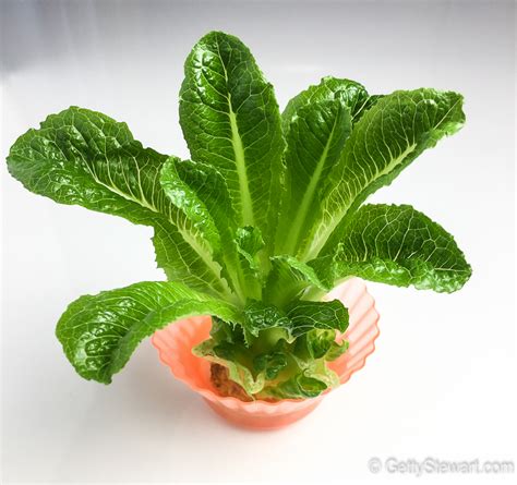 In addition to being loaded with carbohydrate energy and all foods belonging to the onion family are toxic for cats in large doses. How to Regrow Romaine Lettuce from the Stem - GettyStewart.com