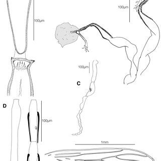 Pdf Phlebotomine Sand Flies From Madagascar Diptera Psychodidae Vii An Identification Key