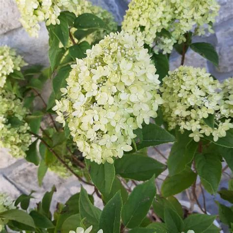 Little Lime Hydrangea 2 Gallon Container Grimms Gardens