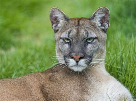 serious lying puma portrait of another puma living with vi… flickr