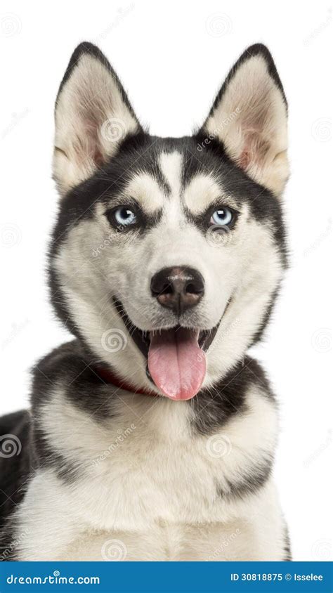 Close Up Of A Siberian Husky Puppy 6 Months Old Panting Royalty Free