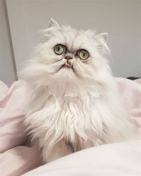 Persian Cat With Underbite Pets Lovers