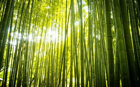 Download Zen Green Forest Nature Bamboo Hd Wallpaper
