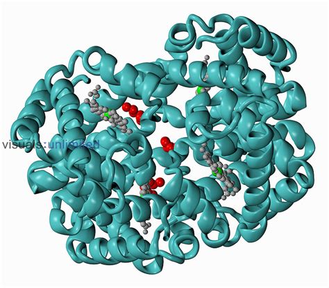 Molecular Model Of Glycosylated Hemoglobin Visuals Unlimited