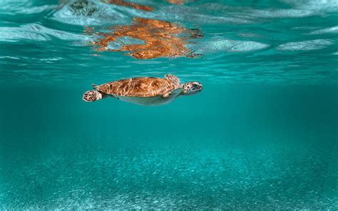 Download Wallpaper 3840x2400 Turtle Animal Underwater