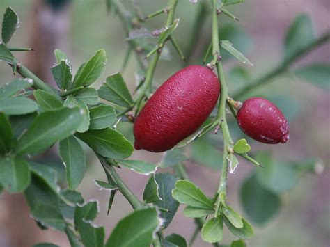 Citrus Australasica”native Finger Lime” Paten Park Native Nursery