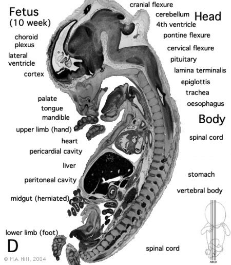 BGD Lecture - Gastrointestinal System Development - Embryology