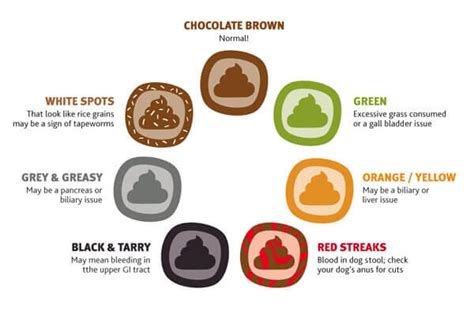 Dog Poo Chart What The Colour Is Telling You Petbarn Dog Poop Color