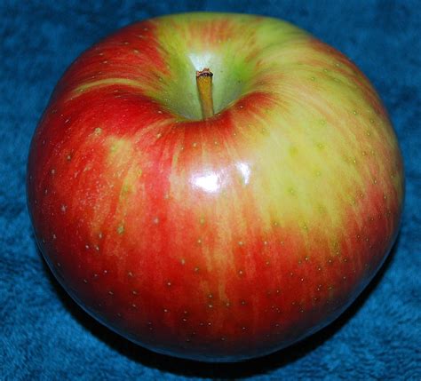 Honeycrisp Apple Photograph by Nancy Mueller
