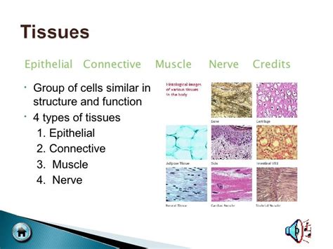 Anatomy Tissues