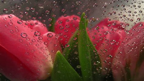 Beauty Tulips Flower Drops Rain Wallpaper 1920x1080