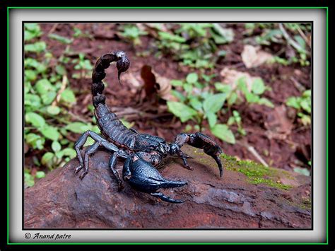 Jungle Scorpion Flickr Photo Sharing