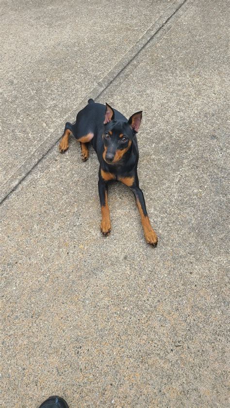 Miniature Pinscher Puppies For Sale Queens Ny 392914