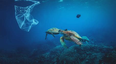 Plastik In Unseren Meeren Umweltschutz Ausdrucksstark Bebildern BVPA