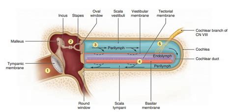 The Location Structure And Functions Of The Sensory Receptors Involved