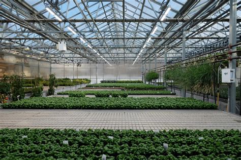 Led Lighting In Greenhouses Helps But Standards Are Needed American