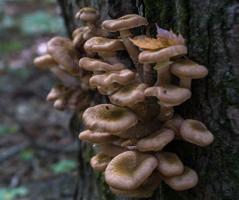 Fruits Of Autumn Mushrooms On A Maple Tree Seen At Houdek Flickr